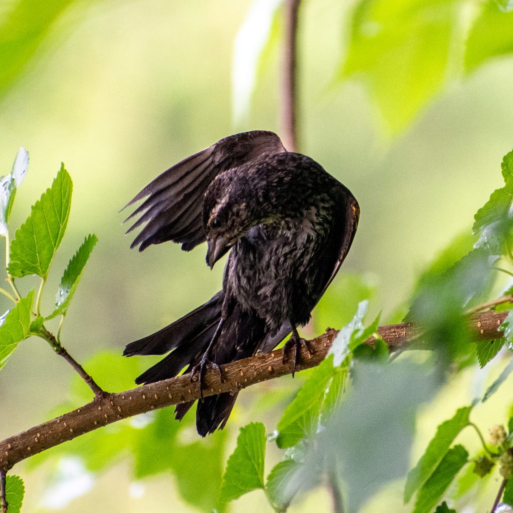 Red-winged blackbird, Prospect Park