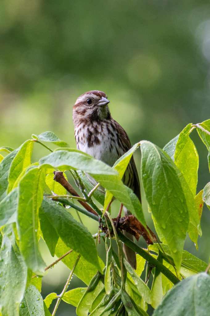 Song sparrow, Prospect Park