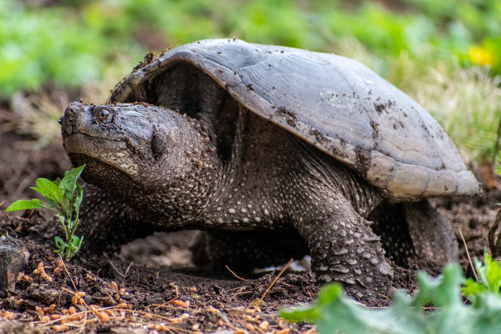 Turtle laying eggs, Prospect Park
