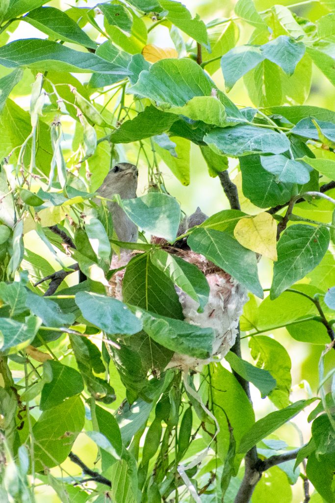 Warbling vireo and nestlings in Kentucky yellowwood, Prospect Park