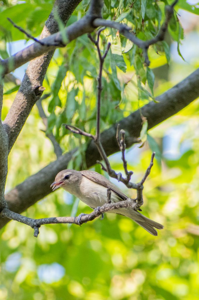 Warbling vireo, Prospect Park
