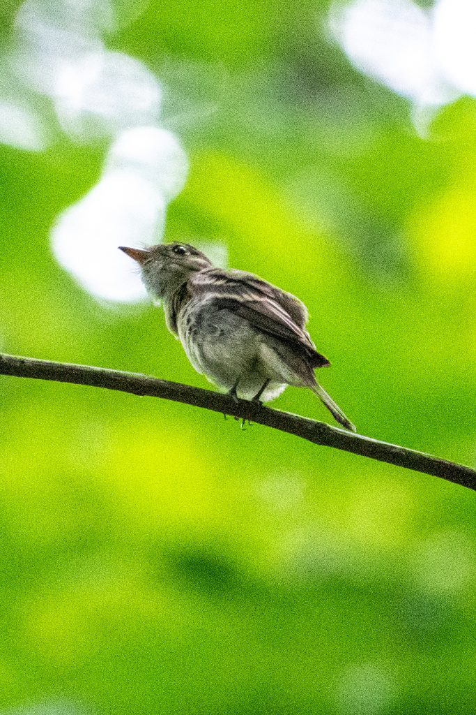 Acadian flycatcher, Prospect Park