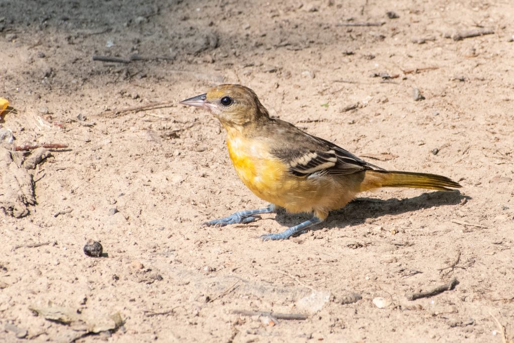 Baltimore oriole (first year), Prospect Park