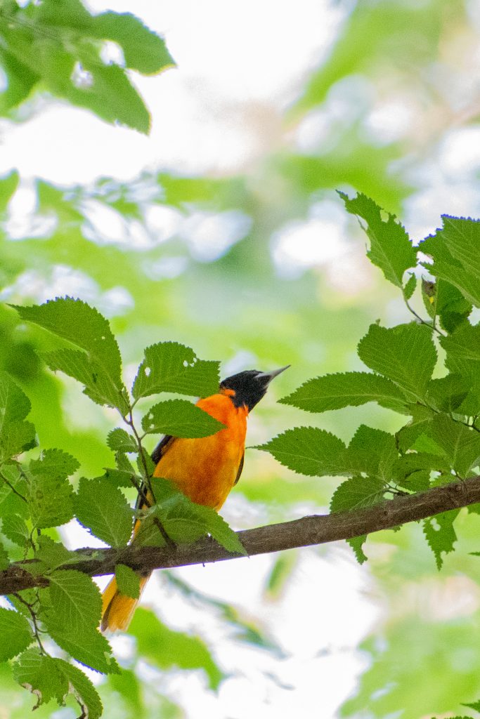Baltimore oriole (male), Prospect Park