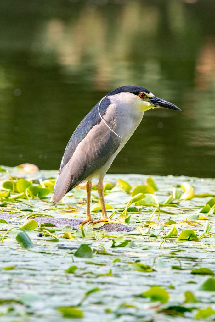 Black-crowned night heron, Prospect Park