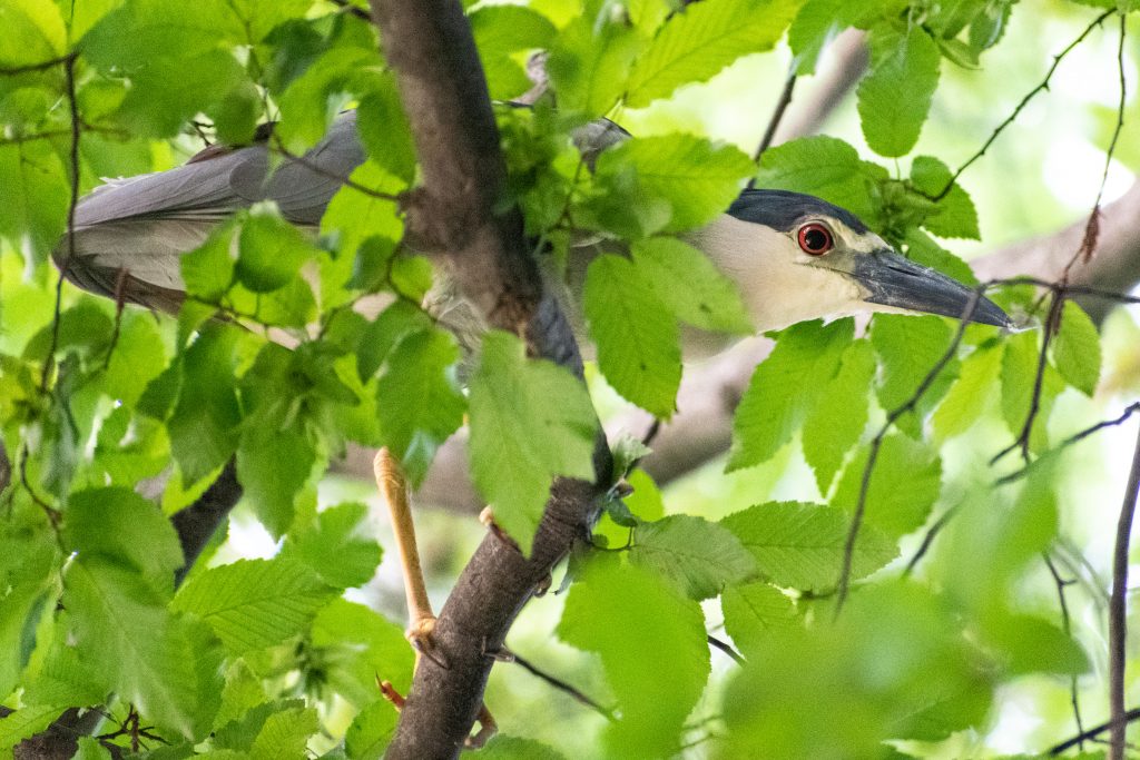 Black-crowned night heron, Prospect Park