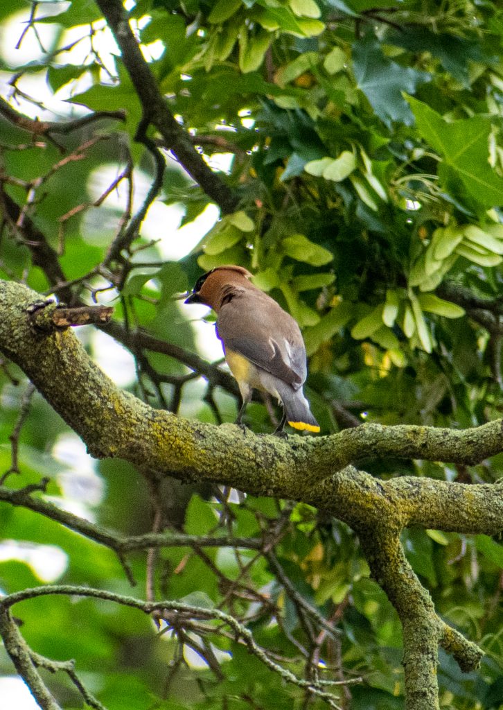 Cedar waxwing, Prospect Park