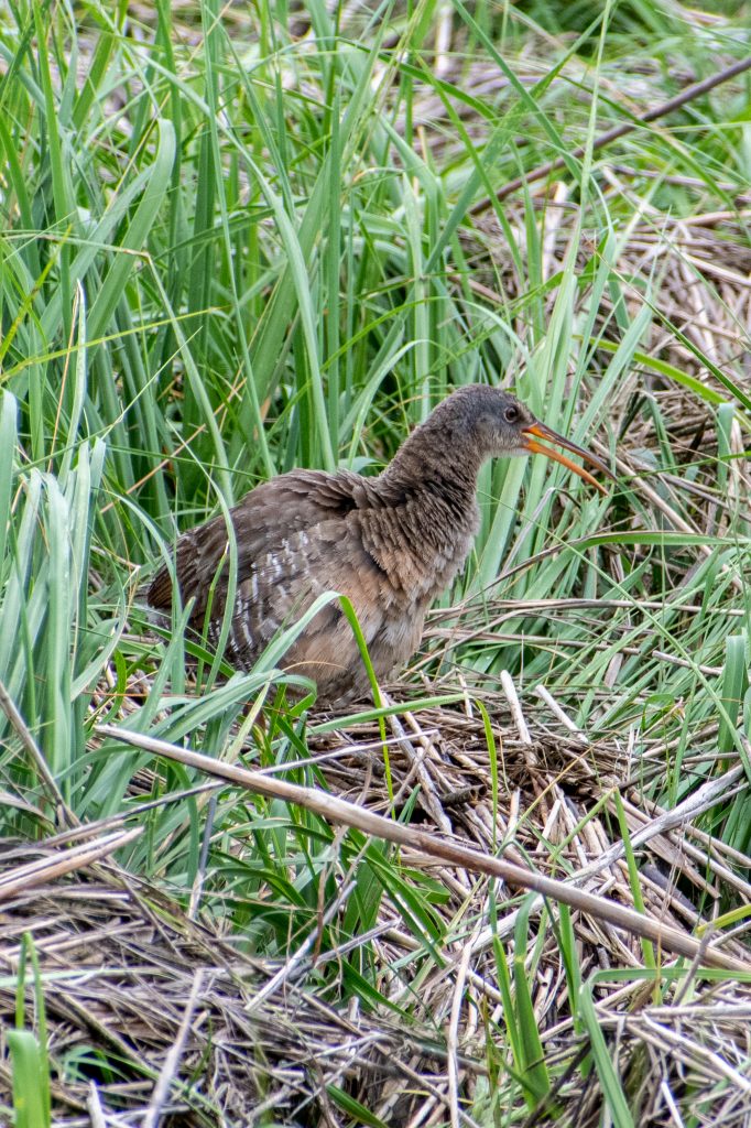 Clapper rail, Marine Park Salt Marsh