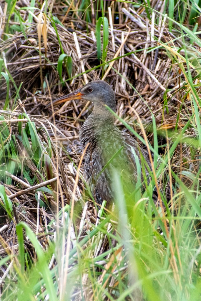Clapper rail, Marine Park Salt Marsh