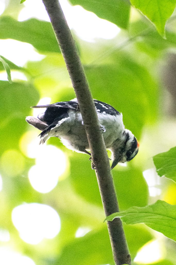 Downy woodpecker, Prospect Park