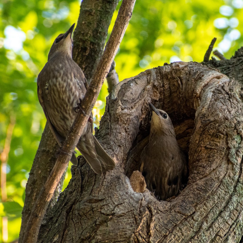 European starlings, Prospect Park