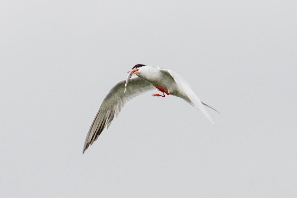 Forster's tern, Marine Park Salt Marsh