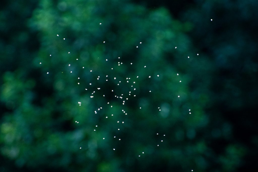 Gnats, Prospect Park