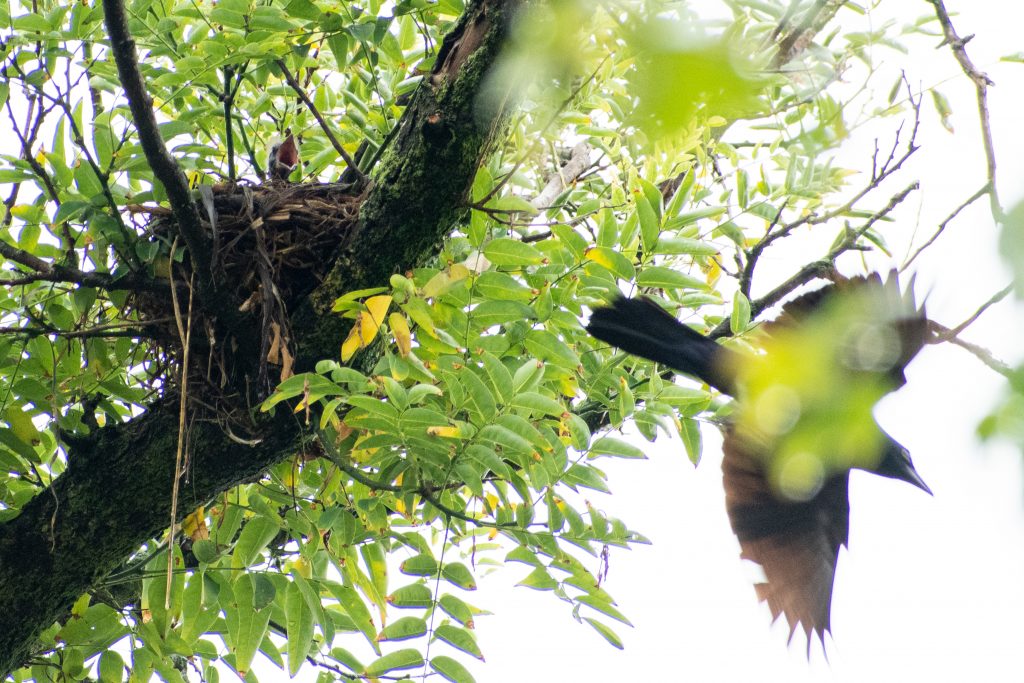 Grackle and nestling, Prospect Park