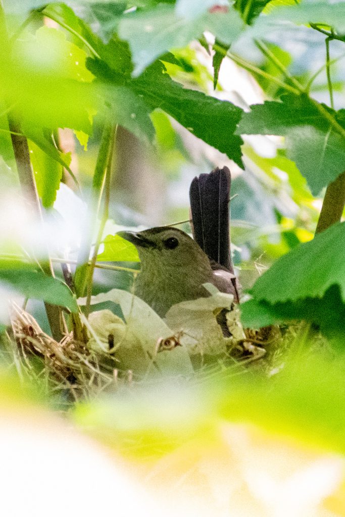 Gray catbird, building nest, Prospect Park