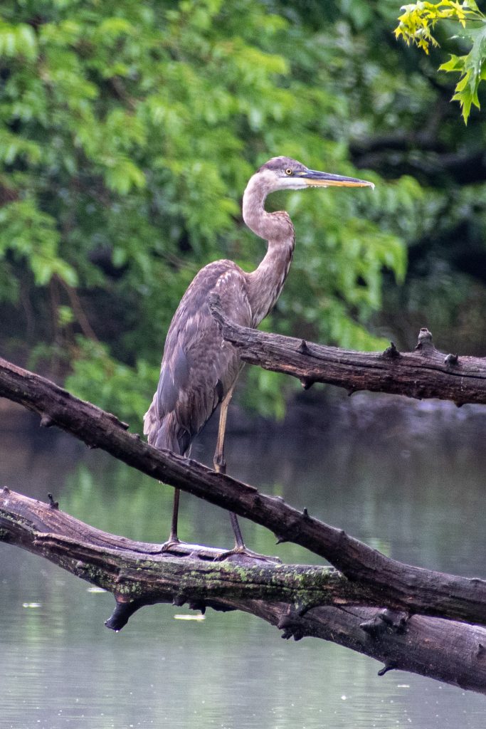 Great blue heron, Prospect Park
