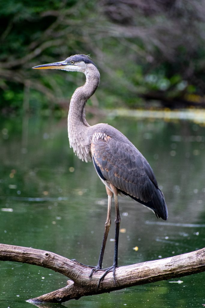 Great blue heron, Prospect Park