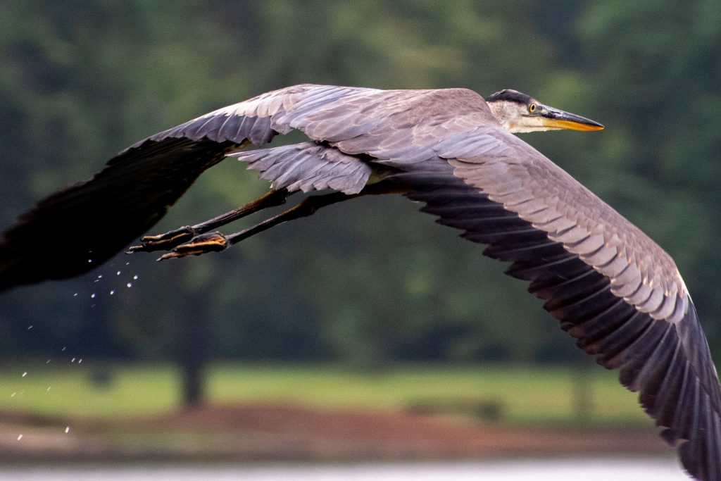Great blue heron, Prospect Park
