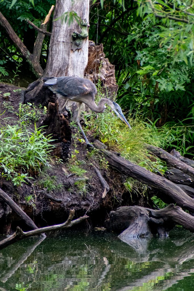 Great blue heron, Prospect Park