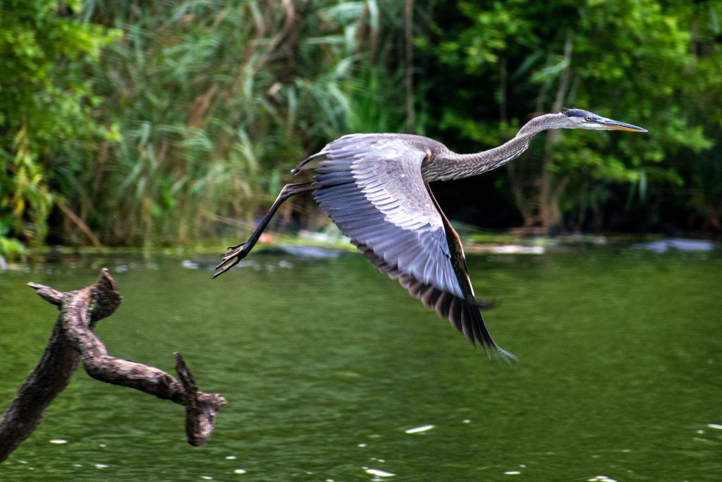 Great blue heron, Prospect Park