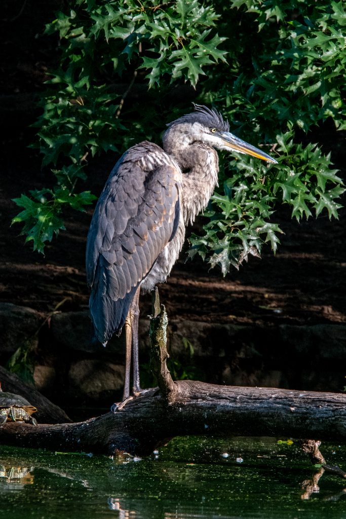 Great blue heron, Prospect Park