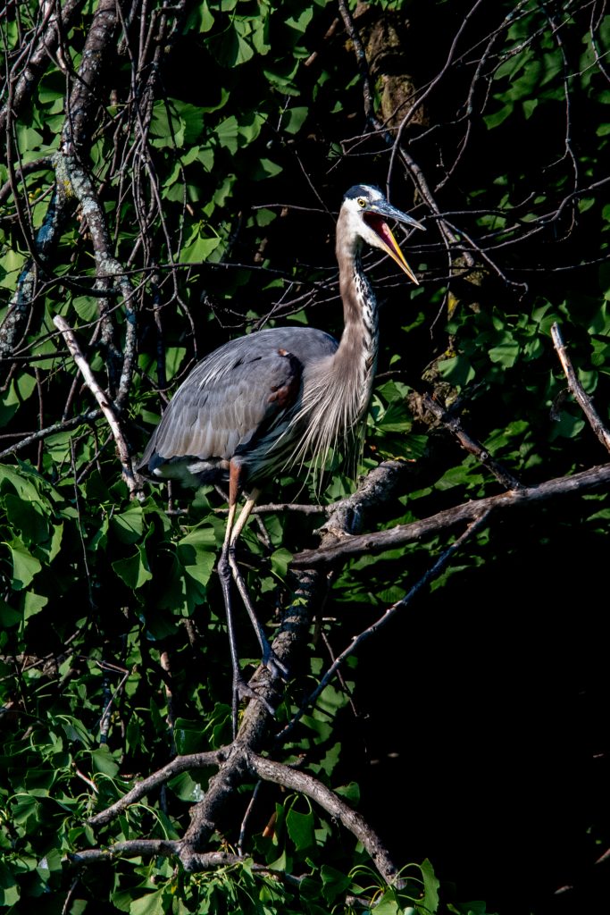 Great blue heron, Prospect Park