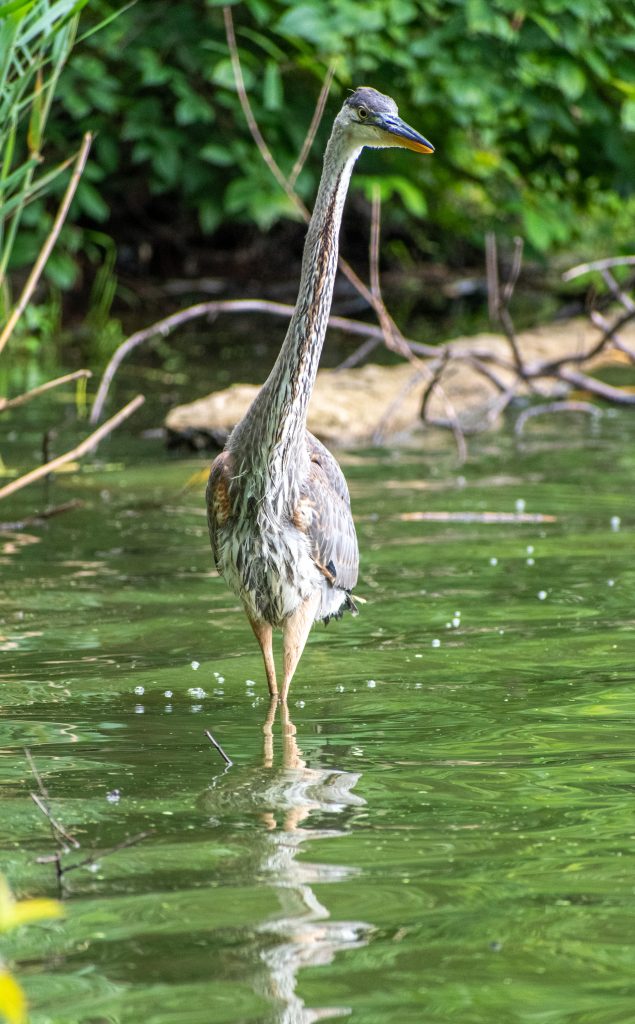 Great blue heron, Prospect Park