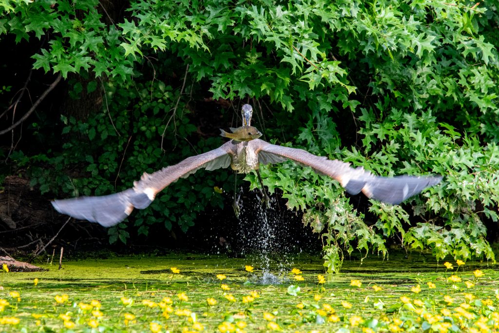 Great blue heron with speared fish, Prospect Park