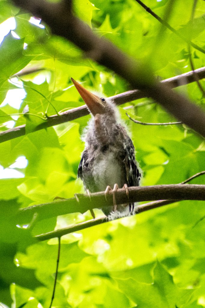 Green heron (fledgling), Prospect Park