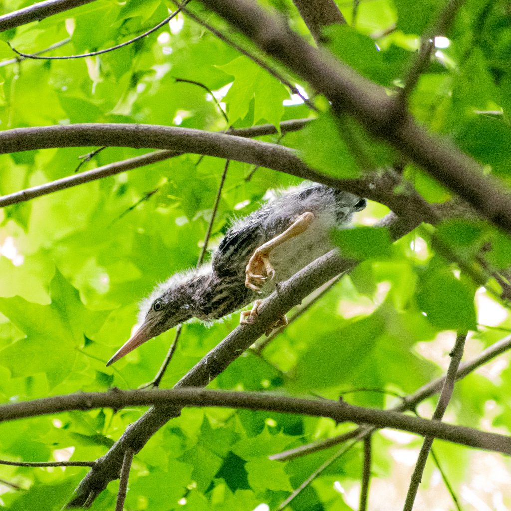 Green heron (fledgling), Prospect Park