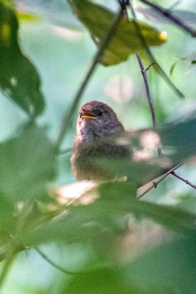 House wren, Prospect Park