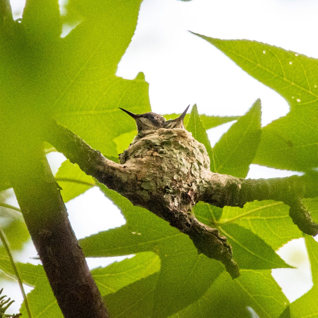 Ruby-throated hummingbird nest, Prospect Park