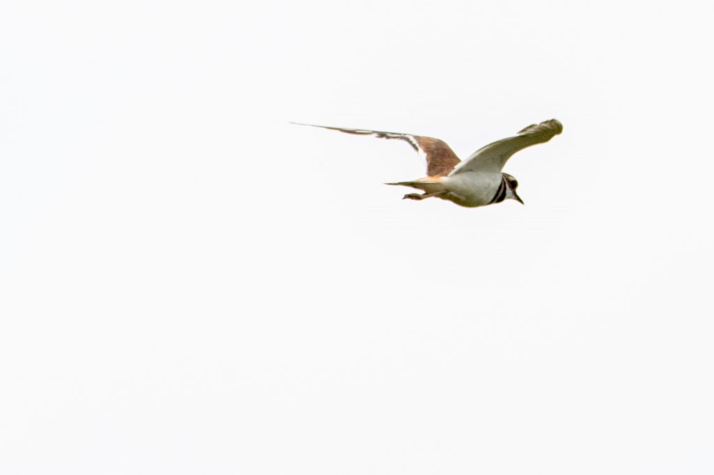 Killdeer, Marine Park Salt Marsh