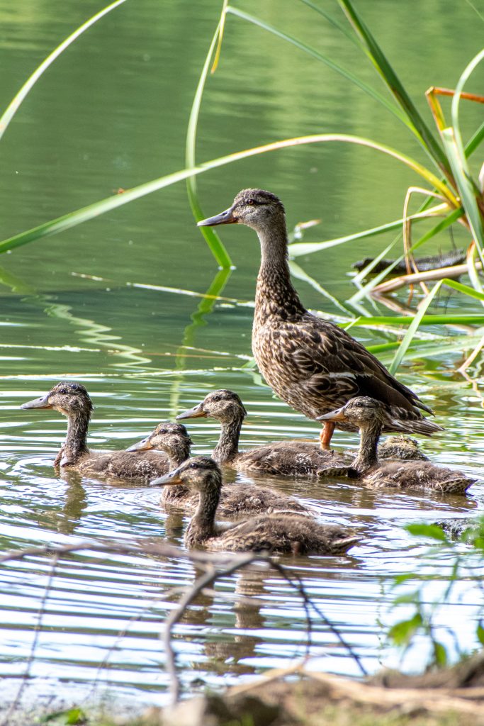 Mallard and five juveniles, Prospect Park