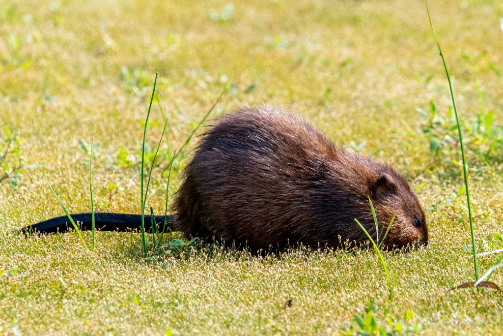 Muskrat, Jamaica Bay Wildlife Refuge