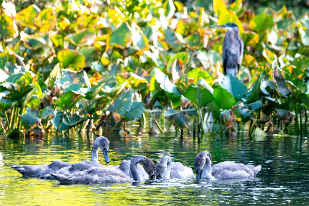 Mute swan cygnets and great blue heron, Prospect Park