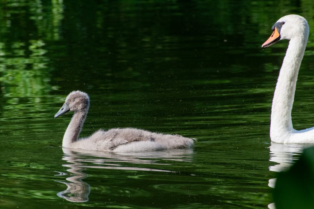 Mute swan cygnet, squinting in sun, Prospect Park