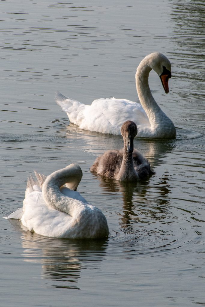 Mute swans and cygnet, Prospect Park