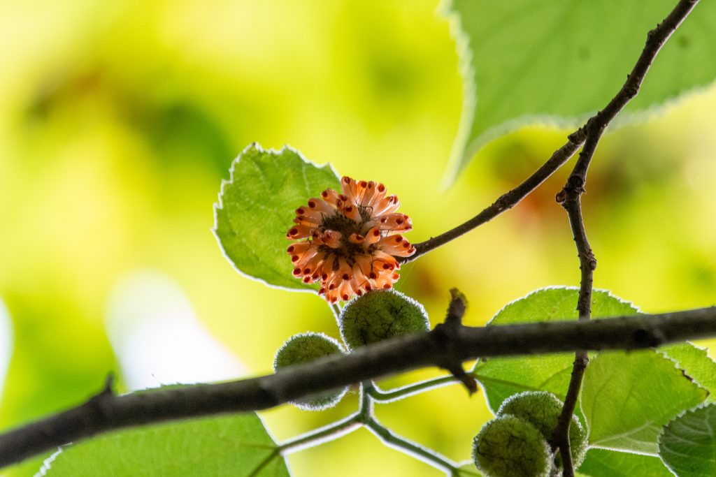 Paper-mulberry, Prospect Park