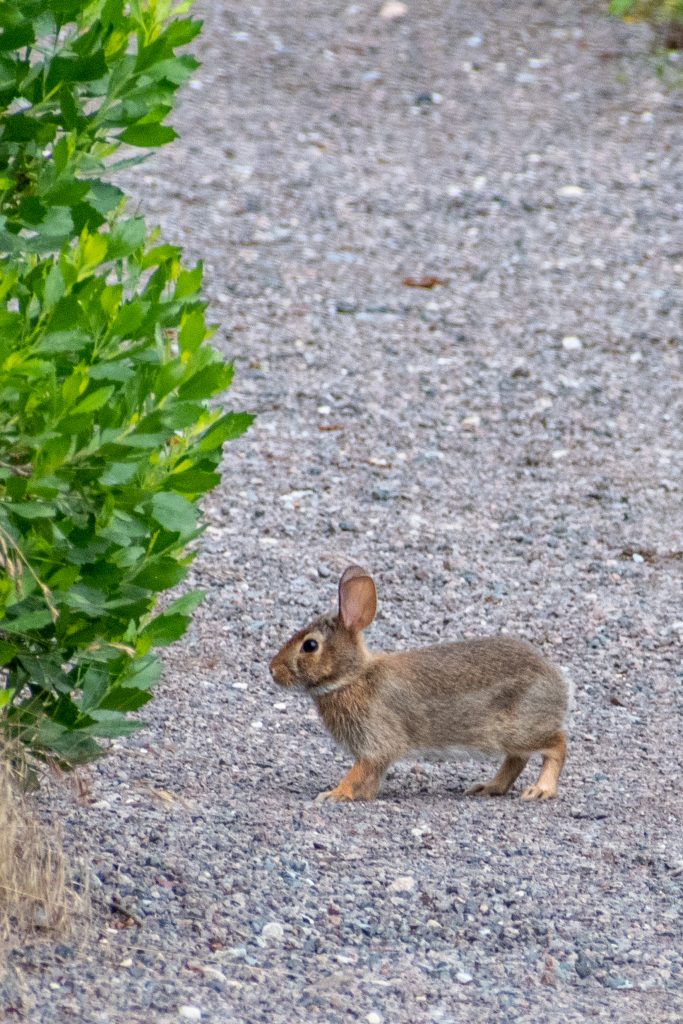 Rabbit, Marine Park Salt Marsh