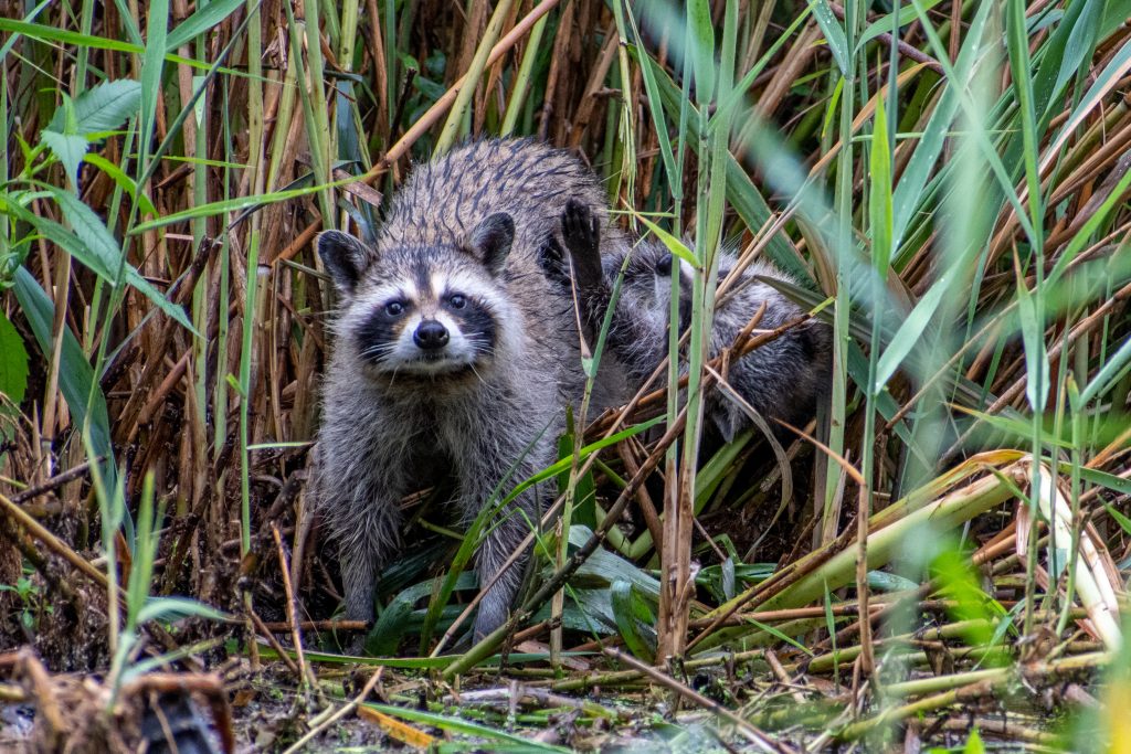 Raccoon, Prospect Park