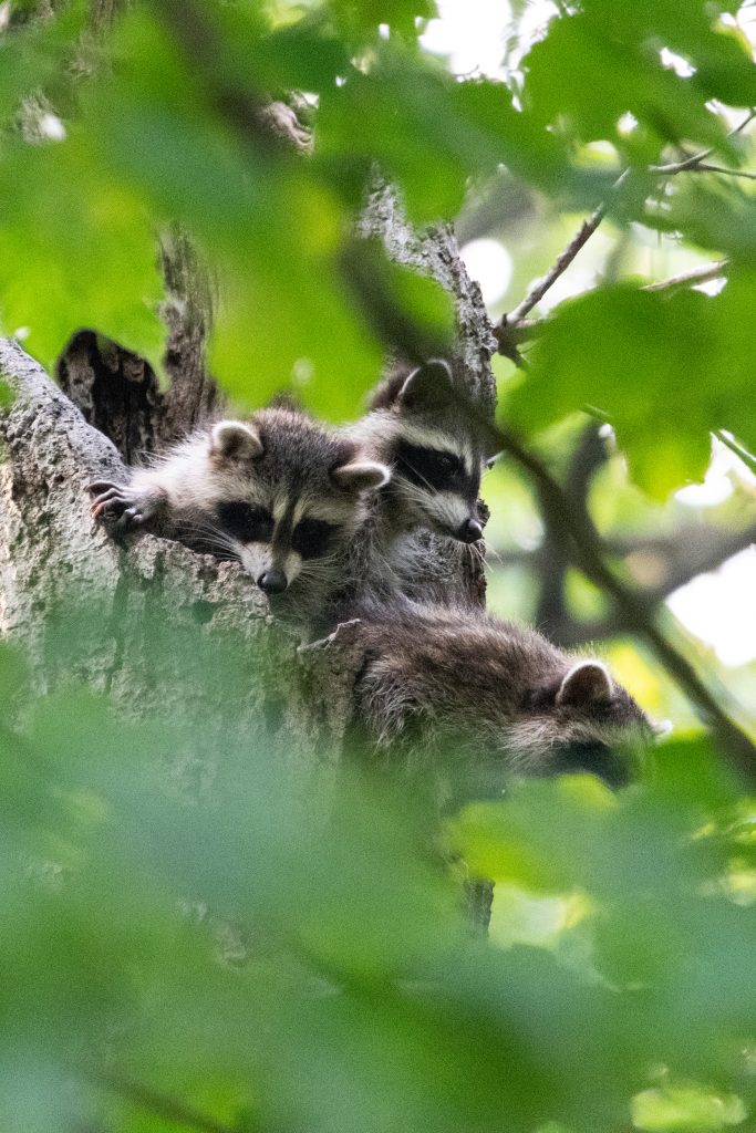 Raccoons, Prospect Park