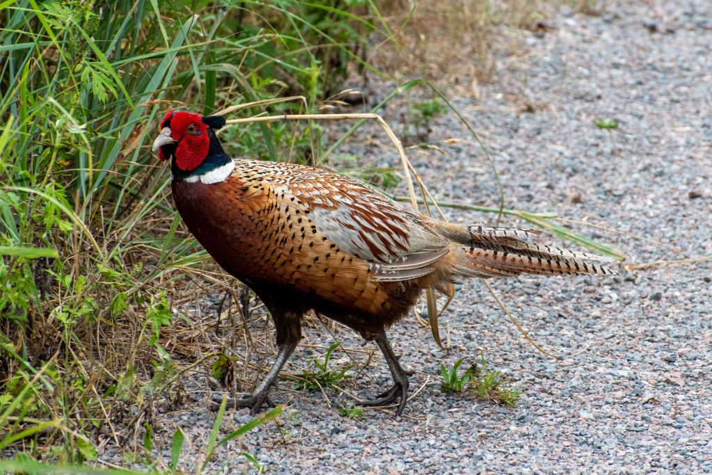 Ring-necked pheasant, Marine Park Salt Marsh