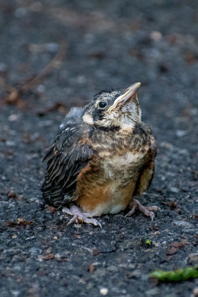 American robin fledgling, Prospect Park