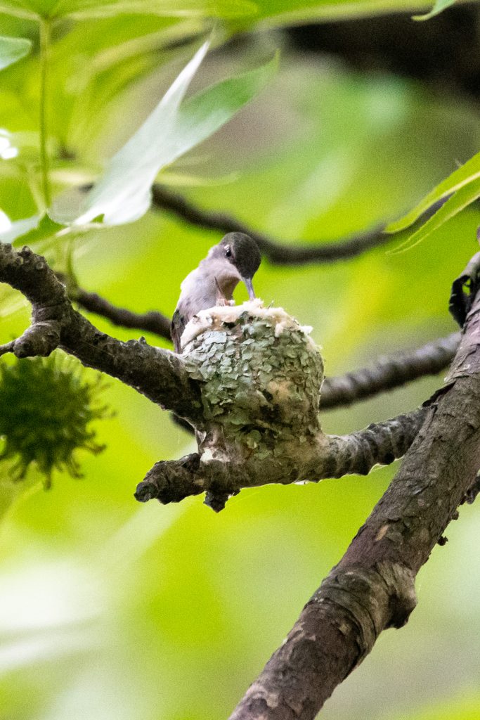 Ruby-throated hummingbird and nestlings, Prospect Park