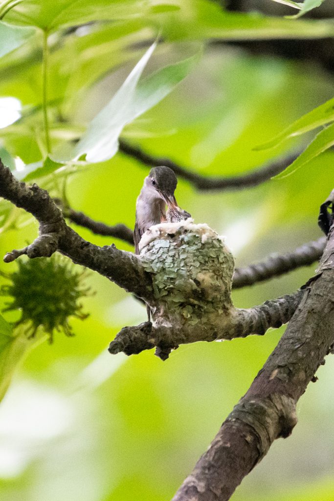 Ruby-throated hummingbird and nestlings, Prospect Park