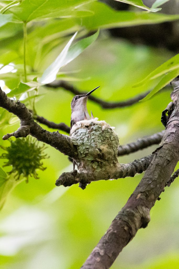 Ruby-throated hummingbird and nestlings, Prospect Park