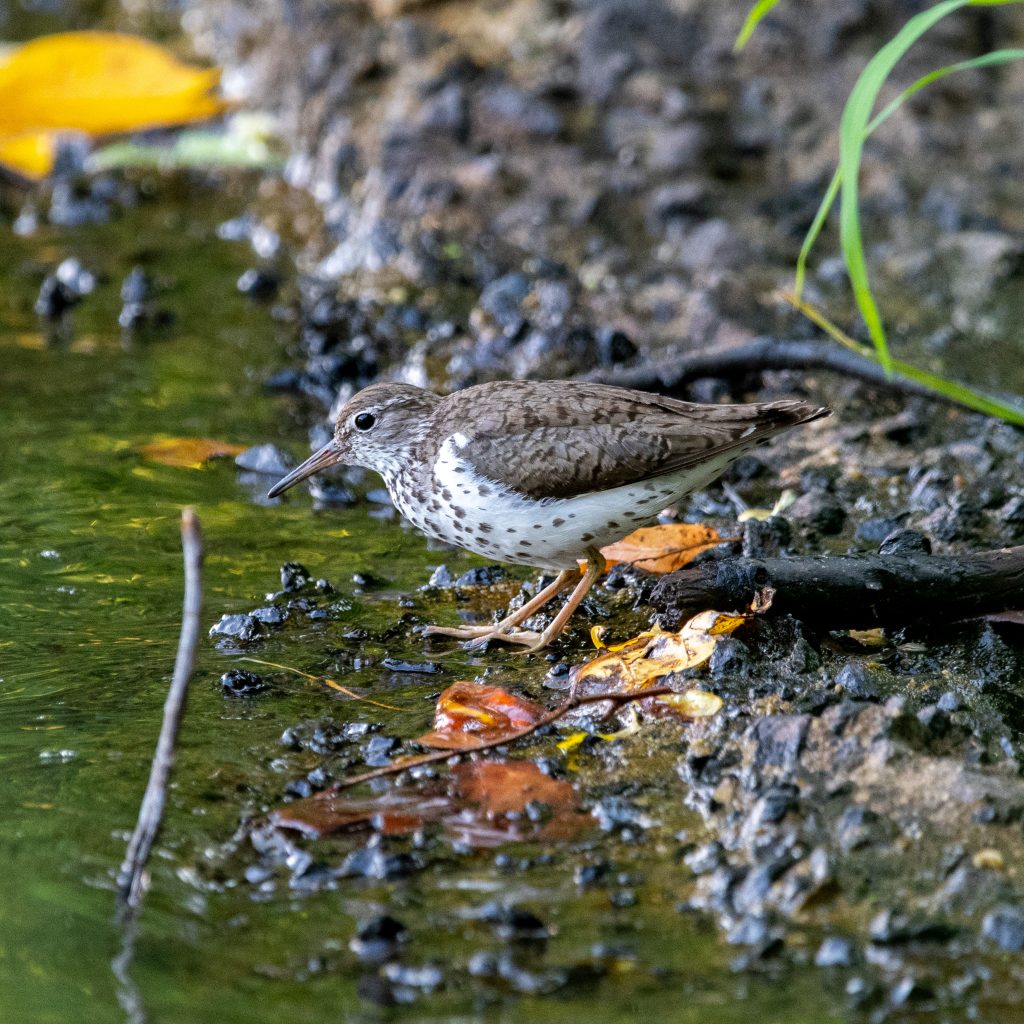 Spotted sandpiper, Prospect Park