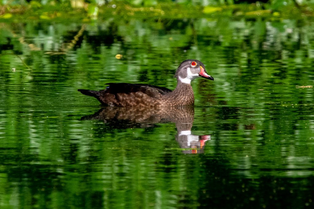 Wood duck, Prospect Park