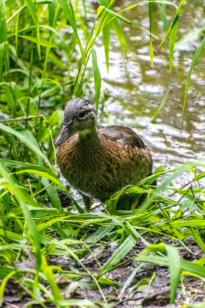 Wood duck, Prospect Park